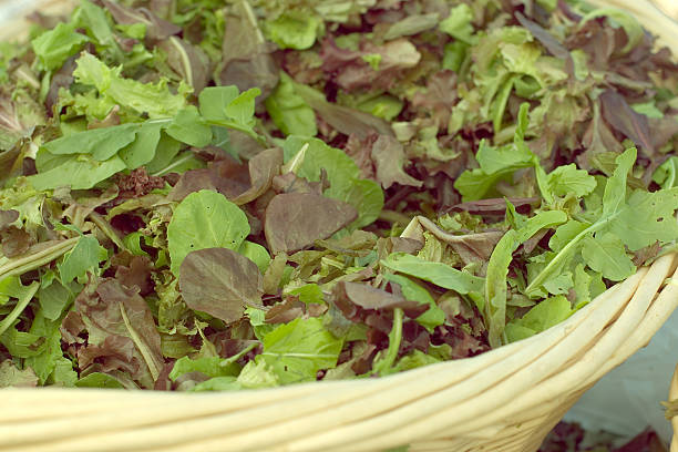 Organic Lettuce in a Basket stock photo