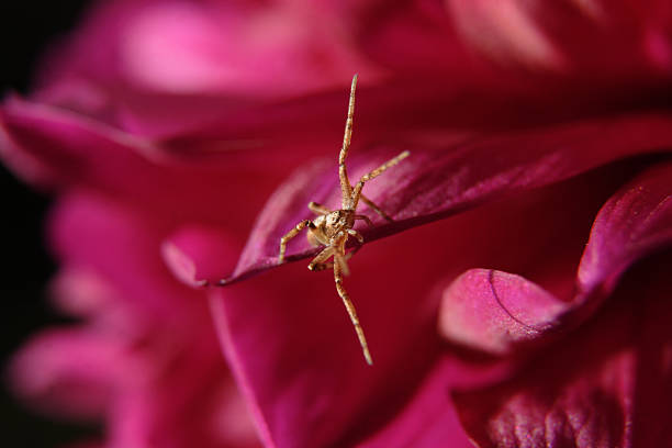 Spider in action stock photo