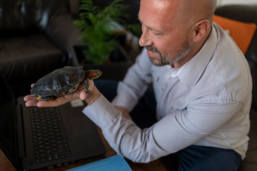 An adult man working from his home and playing with his pet turtle