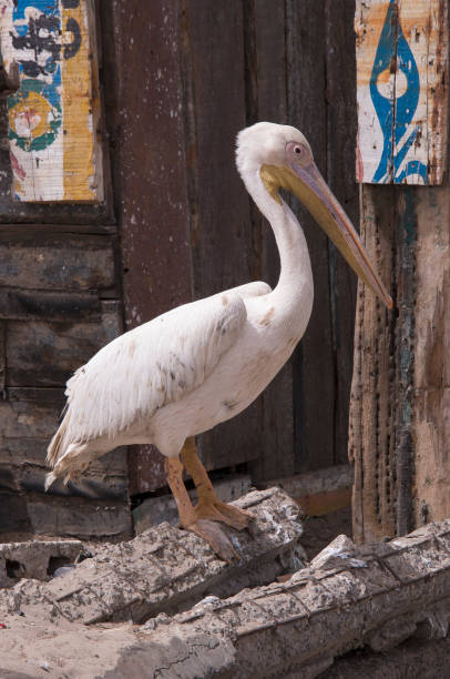 istock Pelican in Senegal 1396925460