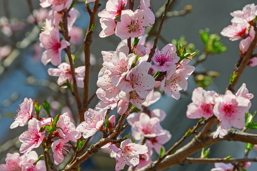 Springtime. Branches of almond tree with pink flowers