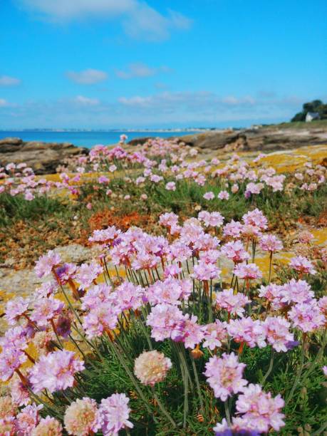 istock Seaside flowery landscape 1396925960