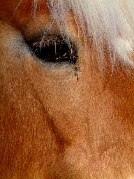 istock Horse close up 139692598