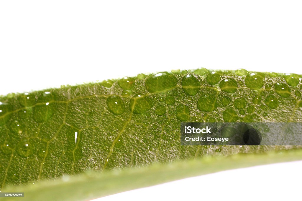 Ficus-Blatt - Lizenzfrei Abstrakt Stock-Foto