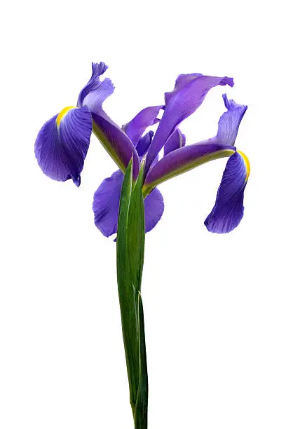 iris closeup over white