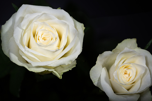Couple of white roses in a macro shot