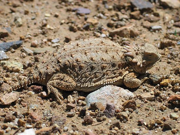 istock Horned Lizard in Arizona 139692693