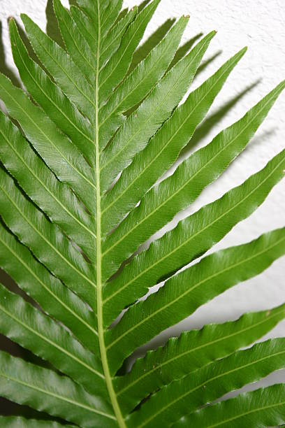 fern leaf stock photo