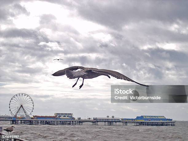 Gull Blackpool - Fotografie stock e altre immagini di Ambientazione esterna - Ambientazione esterna, Blackpool, Composizione orizzontale