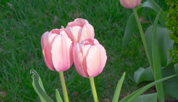 istock Beautiful Spring Tulips-Howard County, Indiana 1396928126