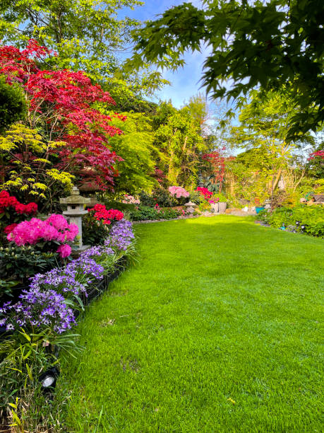 Stock photo showing close-up view of reseeded lawn rejuvenation after being sown with grass seed as part of Spring lawn maintenance. Oriental garden border with blue / purple flowering cineraria (Pericallis × hybrida), Japanese maples, azaleas, and a Japanese stone lantern. imagen de área de césped rejuvenecida y resiembrada en jardín de estilo oriental, hierba verde fresca de semilla sembrada, mantenimiento del césped de primavera, borde del jardín con linterna de piedra, cineraria (pericallis × hybrida), arces japones