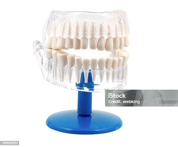 Dentalmodell Stockfoto und mehr Bilder von Anatomie - Anatomie, Bildung, Biologie