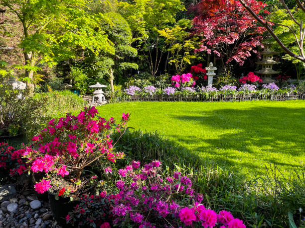 Stock photo showing close-up view of reseeded lawn rejuvenation after being sown with grass seed as part of Spring lawn maintenance. Oriental garden border with blue / purple flowering cineraria (Pericallis × hybrida), Japanese maples, azaleas, and a Japanese stone lantern. imagen de área de césped rejuvenecida y resiembrada en jardín de estilo oriental, hierba verde fresca de semilla sembrada, mantenimiento del césped de primavera, borde del jardín con linterna de piedra, cineraria (pericallis × hybrida), arces japones