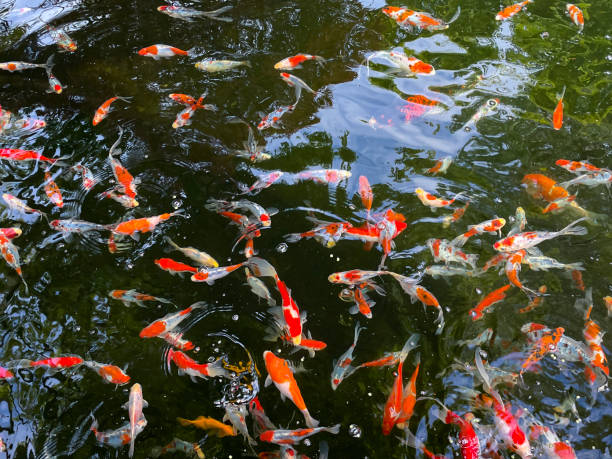 istock Full frame image of water surface of fish pond with calico patterned, shubunkin goldfish swimming with large Kohaku and Sanke koi carp, gaping mouths, feeding frenzy for food pellets, elevated view 1396929602