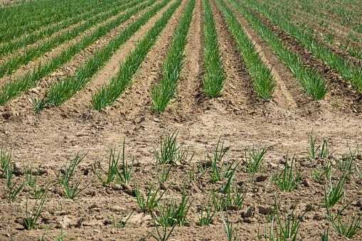 rows of onion sprouts in a field in spring