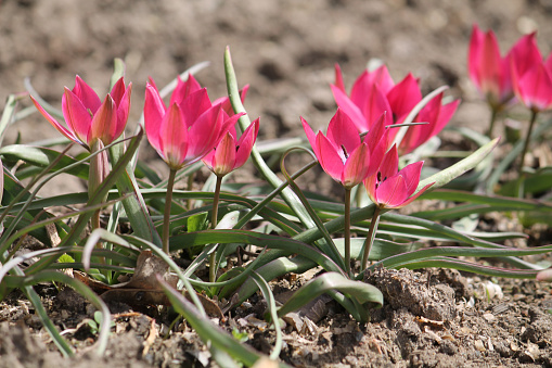 Flowering Tulipa humilis with pink flowers in spring garden