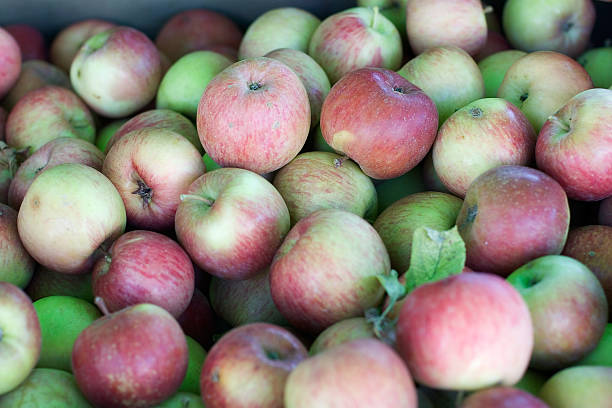 Fall Apples 2 stock photo