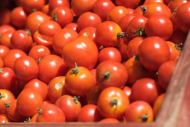 Red Tomatoes stock photo