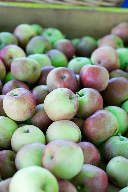 Fall Apples stock photo