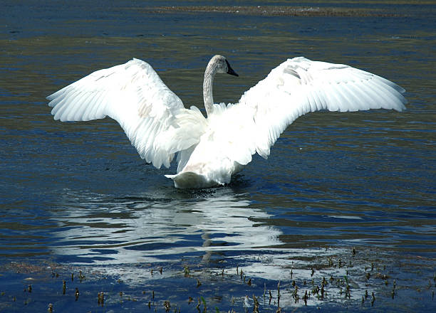 istock Trumpeteer Swan 139693238