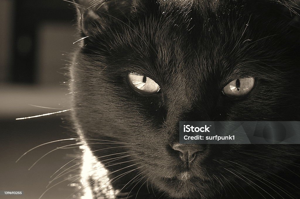 Czarny cat - Zbiór zdjęć royalty-free (Czarny kolor)