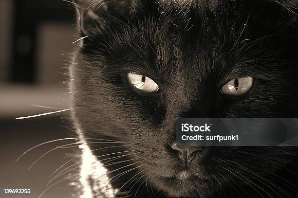 Czarny Cat - zdjęcia stockowe i więcej obrazów Czarny kolor - Czarny kolor, Fotografika, Horyzontalny