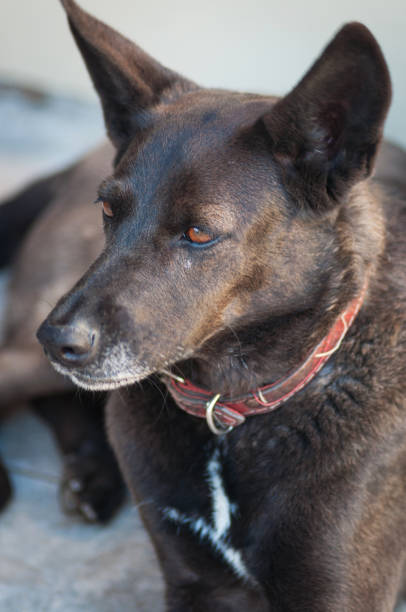 istock elegant black shepherd dog 1396933181