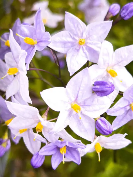 Vertical extreme closeup photo of blurred green leaves and mauve, purple and white flowers and buds hanging on a Potato Vine, or Jasmine Nightshade, an evergreen climbing vine, growing in an organic garden in Autumn. Armidale, NSW. Soft focus background.