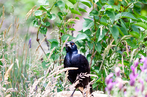 Australian Magpie in the garden, background with copy space, full frame horizontal composition