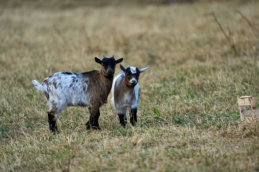 cute goat siblings