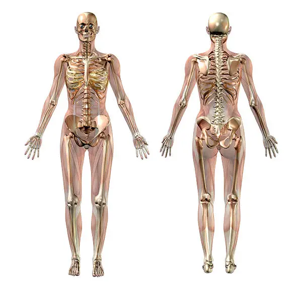 Photo of Female Skeleton with Transparent Muscles