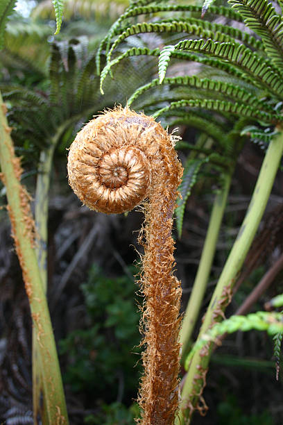 Fiddlehead 하와이어 양치식물 스톡 사진