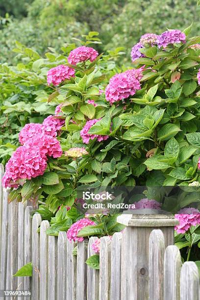 Rosa Hortensie Stockfoto und mehr Bilder von Auge - Auge, Baumblüte, Bildhintergrund