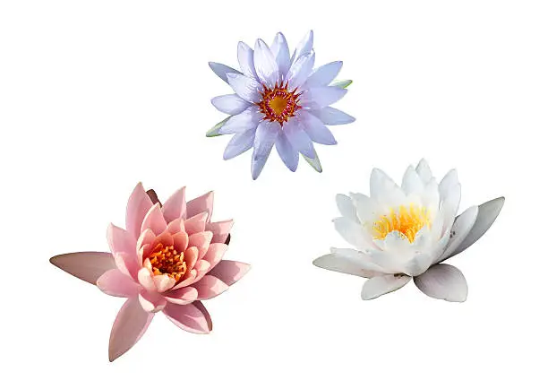 three different water lily isolated on white