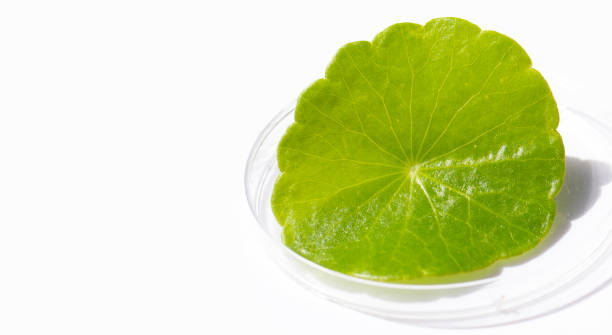 istock Fresh green centella asiatica leaf in petri dish on white background. 1396935426