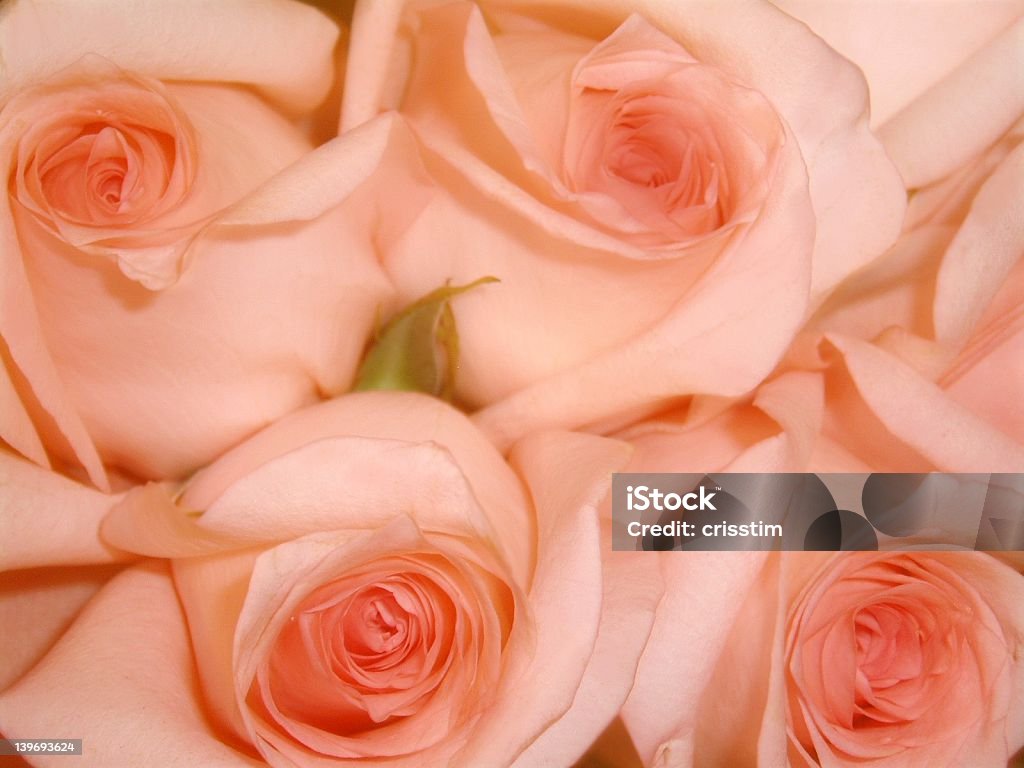Розовый - Стоковые фото Горизонтальный роялти-фри