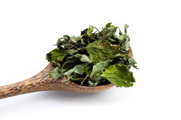 istock Dried mugwort leaves on white. 1396936466