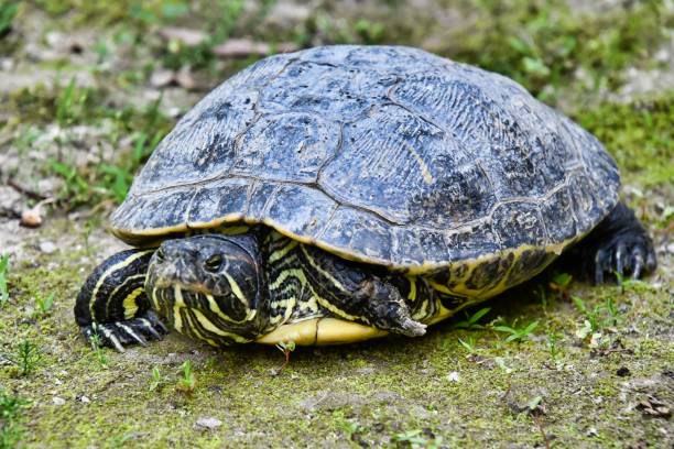 istock Photo Picture of Red Eared Terrapin Turtle Trachemys Scripta Elegans Tortoise 1396936624