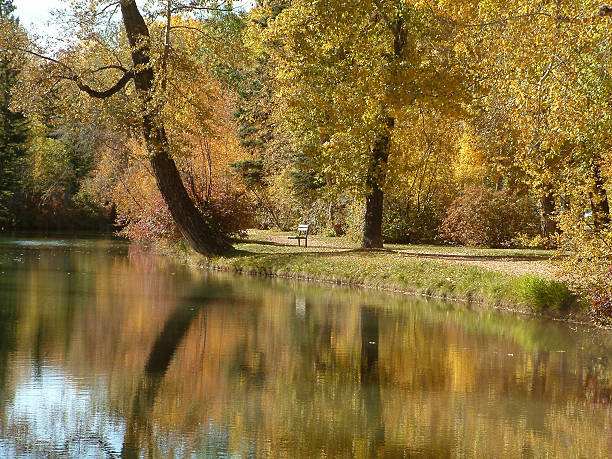 fall Beauty of fall in Bowness park, Calgary, Canada. Aflame stock pictures, royalty-free photos & images