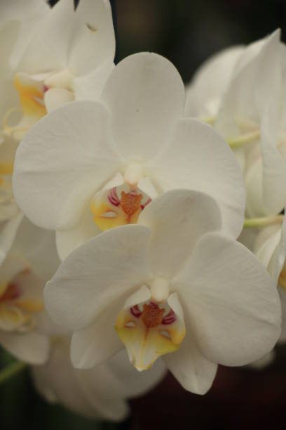 istock Phalaenopsis orchid plant 1396937477