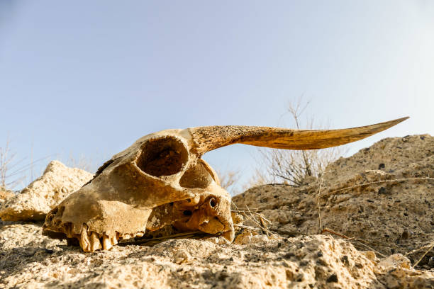 istock Dry Goat Skull Bone, Goat Skull background in the desert 1396938616