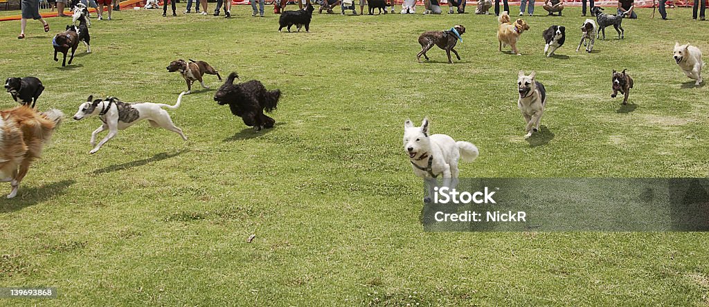 Perros en la ejecución - Foto de stock de Perro libre de derechos