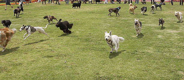 Dogs of different breeds running across grass stock photo