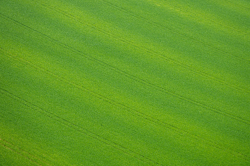 green wheat field texture as background