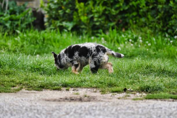 istock dog on grass, photo as a background , australian german shepard sheperd dog 1396939574