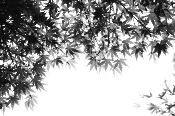 istock Japanese maple fresh green leaves. 1396941223