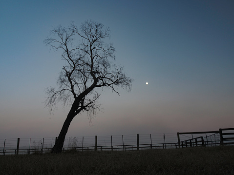 Bare tree in silhouette at dawn