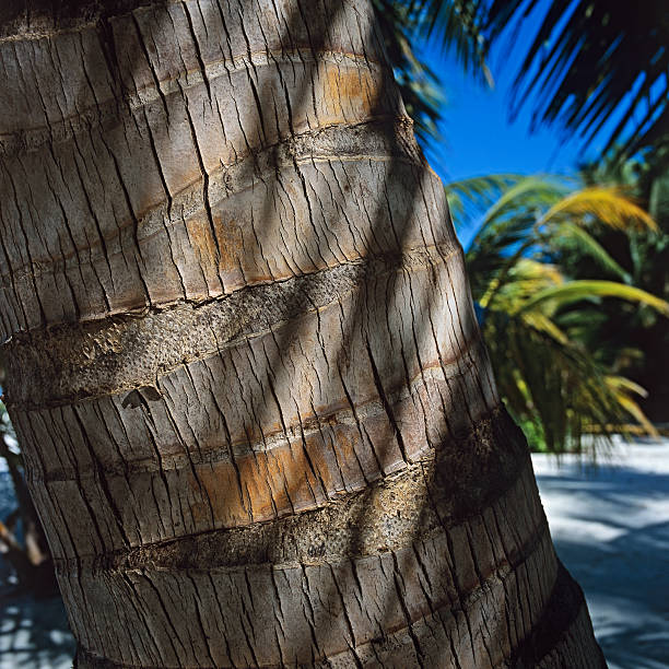 Palm tree stock photo