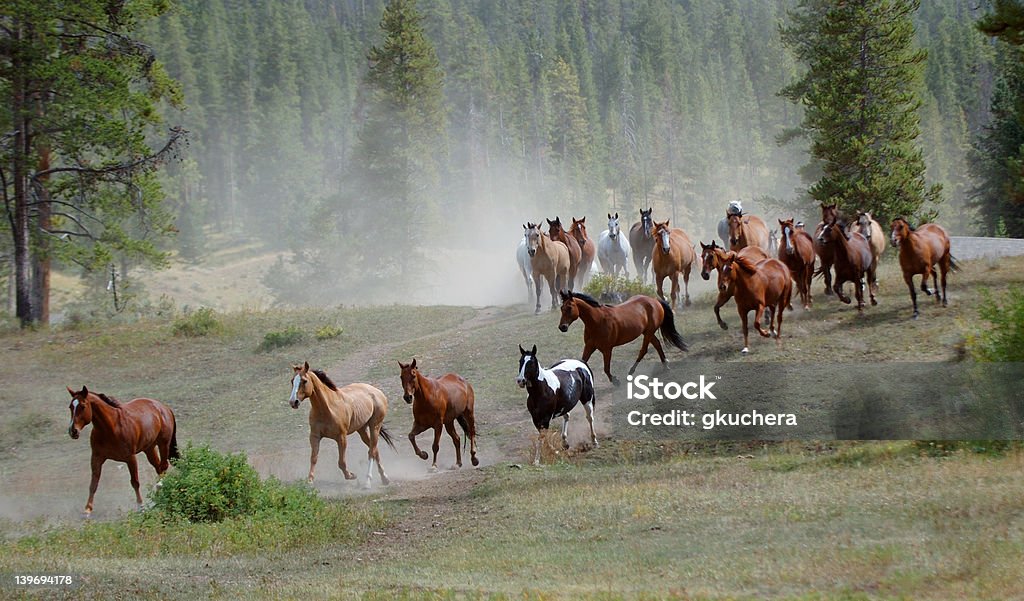 Horse Drive Horse drive over hill with dust Montana - Western USA Stock Photo