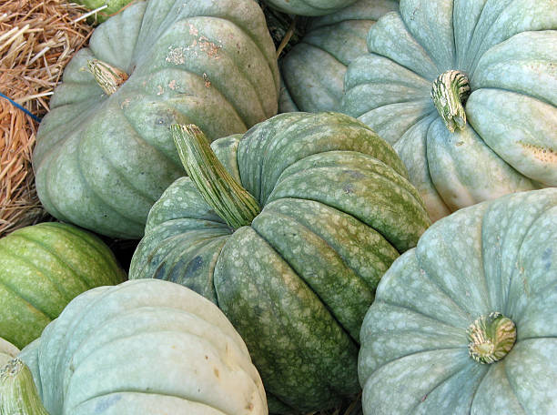 istock Green Hybrid Pumpkins 139694243